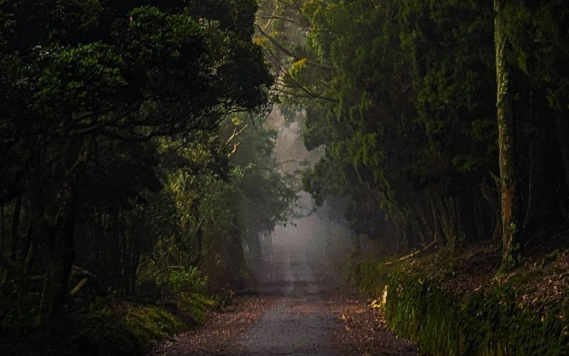 Driving to Ooty – Scenic Routes from Major Cities