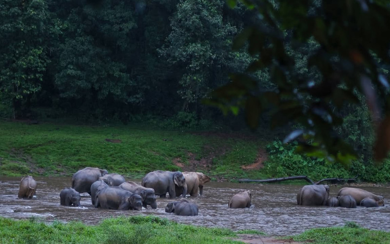 Theppakadu Elephant Camp